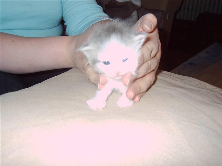 Maine Coon chilli billede 8