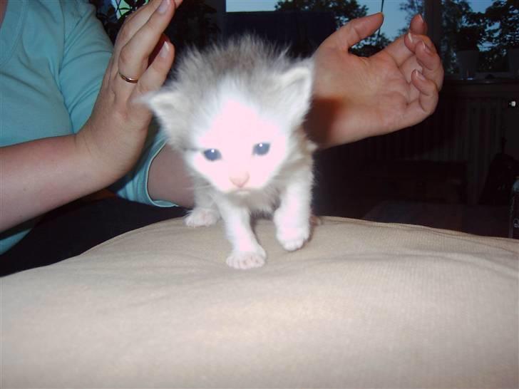 Maine Coon chilli billede 9