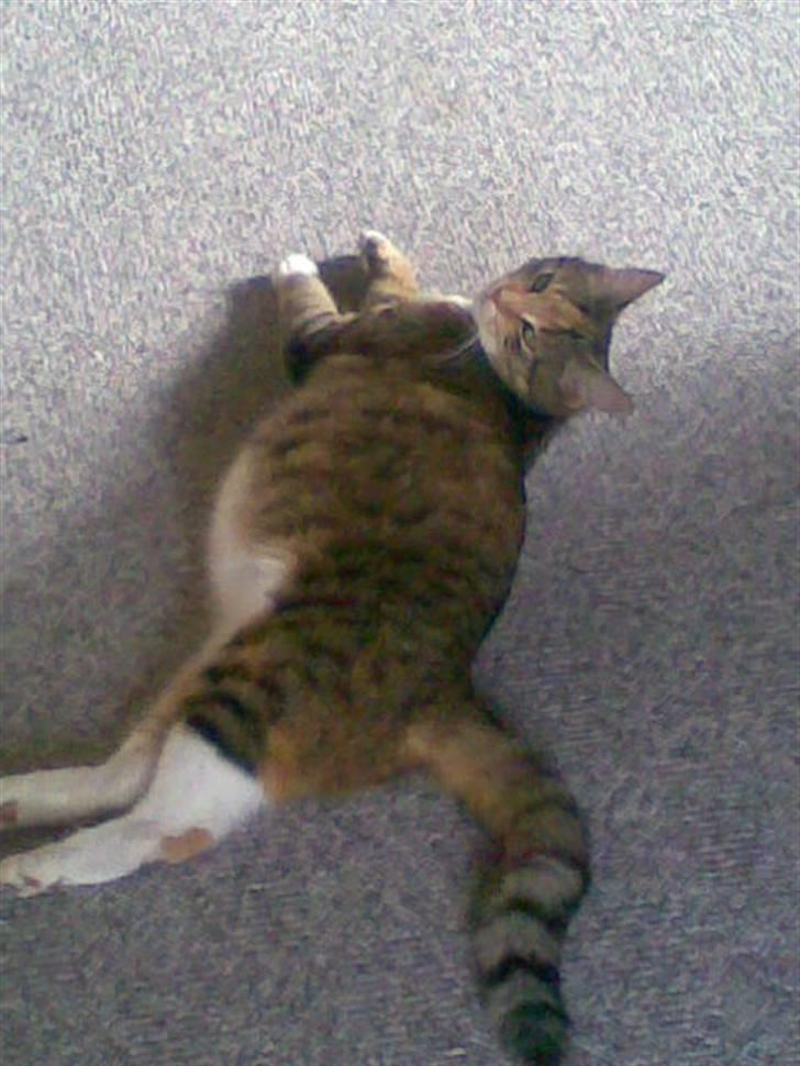 Huskat Vilma - Puha det er hårdt at være gravid billede 9