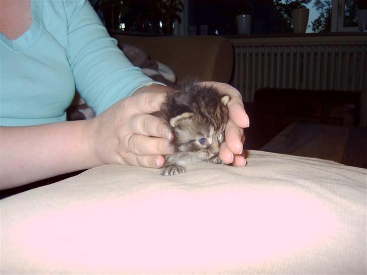 Maine Coon chilli billede 10