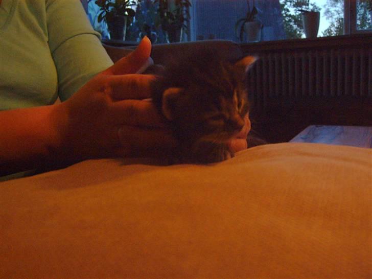 Maine Coon chilli billede 11