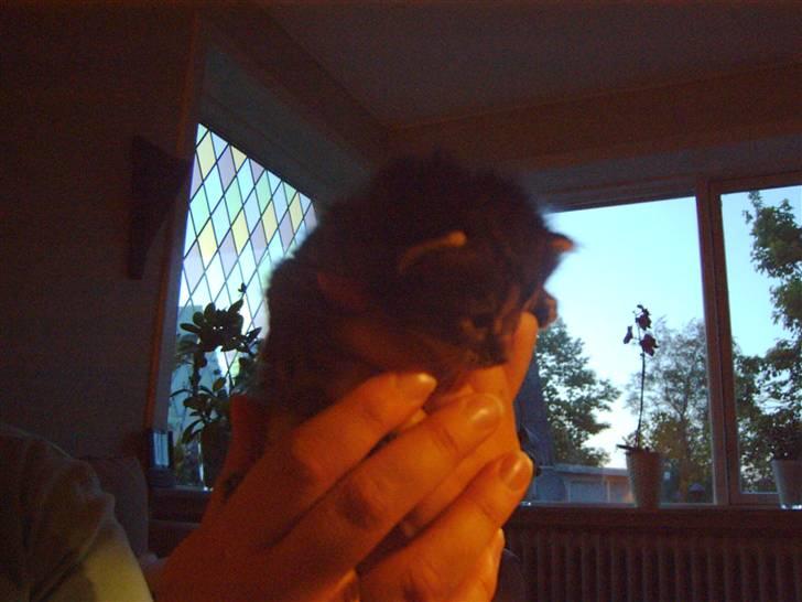Maine Coon chilli billede 12