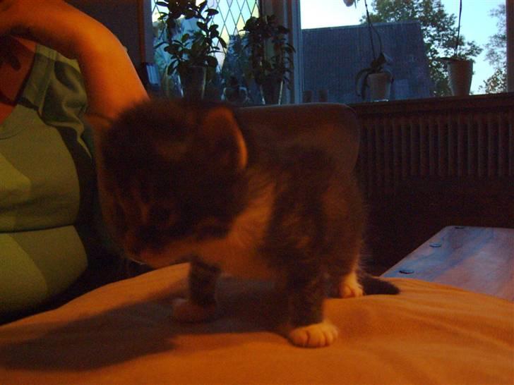 Maine Coon chilli billede 13