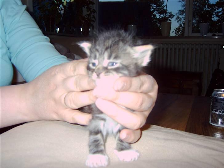 Maine Coon chilli billede 14