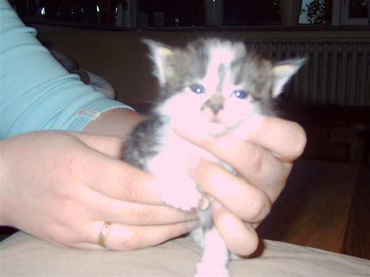 Maine Coon chilli billede 15