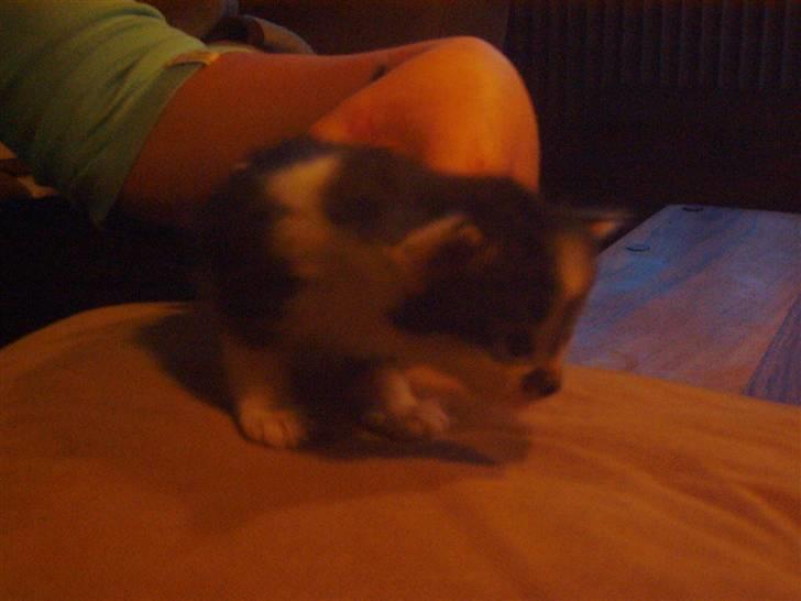 Maine Coon chilli billede 16