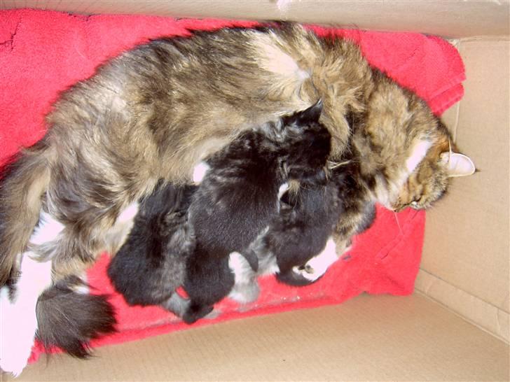 Maine Coon chilli billede 18