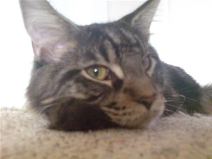 Maine Coon luke skywalker - luke 7md. er så træt, at han kun gider kigge med et øjne.. billede 1