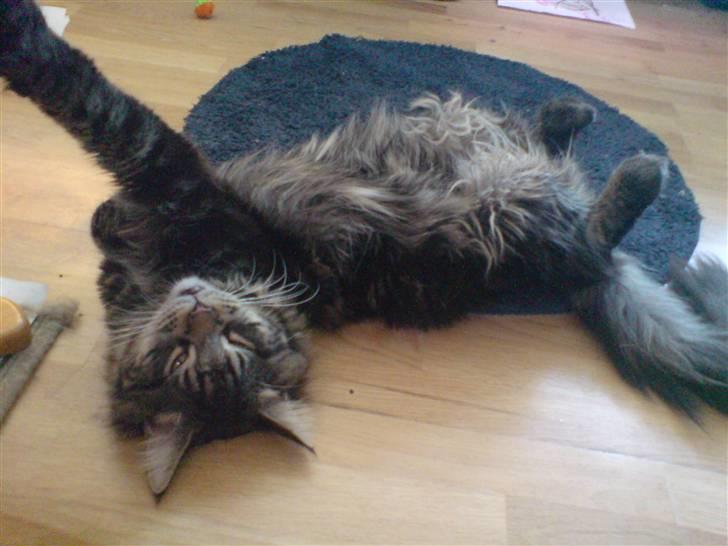 Maine Coon luke skywalker - Luke´s sove stilling...!!? billede 2