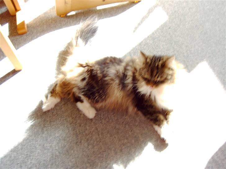 Maine Coon chilli billede 19