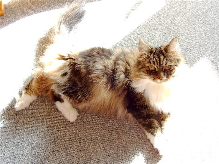 Maine Coon chilli billede 20