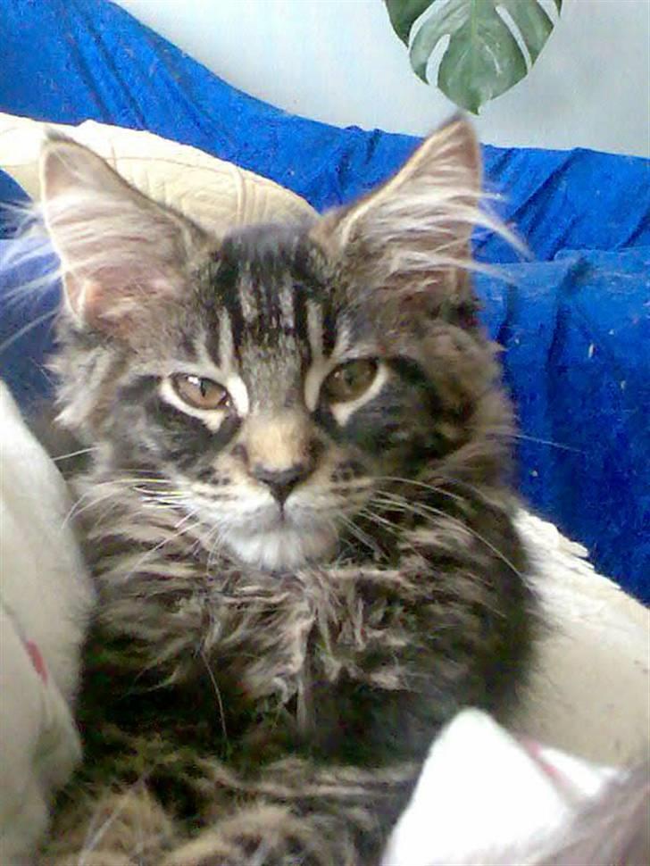Maine Coon luke skywalker - Luke 12 uger billede 3