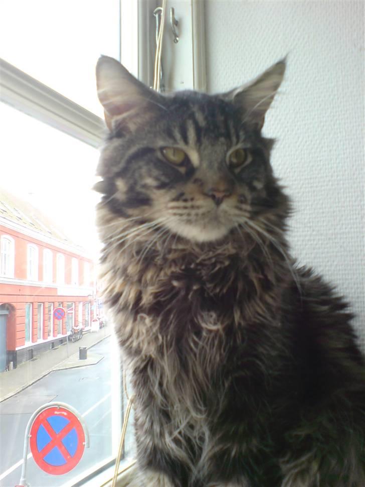 Maine Coon luke skywalker - luke skywalker billede 4