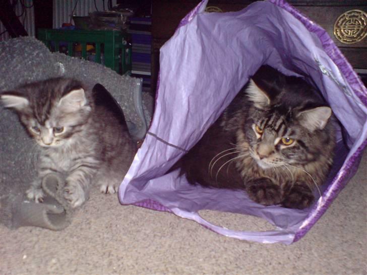 Maine Coon luke skywalker - luke og "sille" lege med en stor pose..dec.2007.Han er utrolig tålmodig over for killingerne billede 5