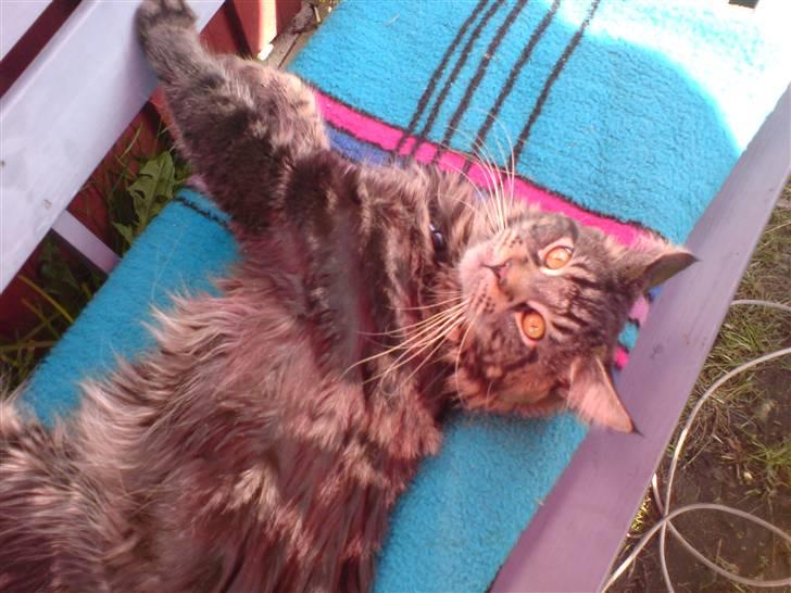 Maine Coon luke skywalker - Er jeg ikke bare sød?? `kæl mig nu.!! billede 6