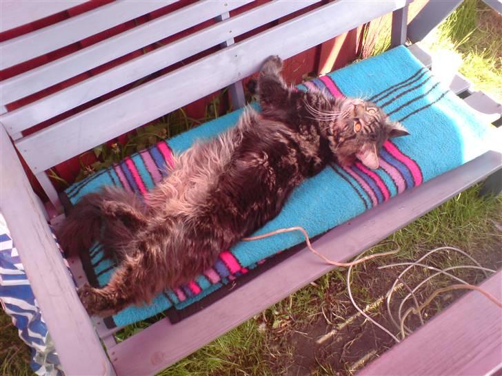 Maine Coon luke skywalker -  skønt  billede 7