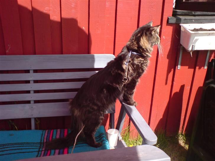 Maine Coon luke skywalker - luke 1 år.nyder solen, i sele, i koloni haven.april 2008 billede 8