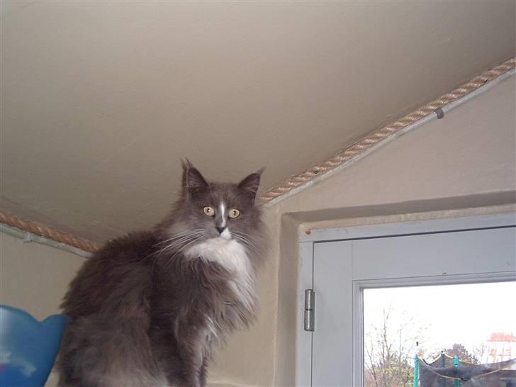 Maine Coon Pjuske billede 17