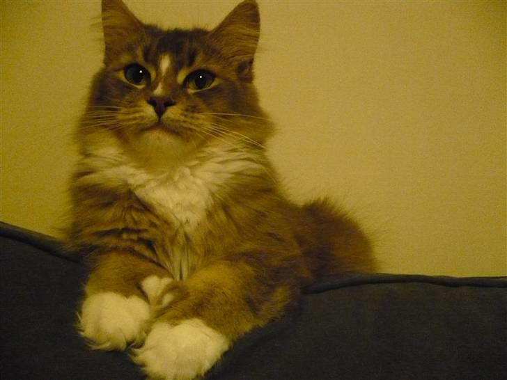 Maine Coon Emmy - flyttet billede 8