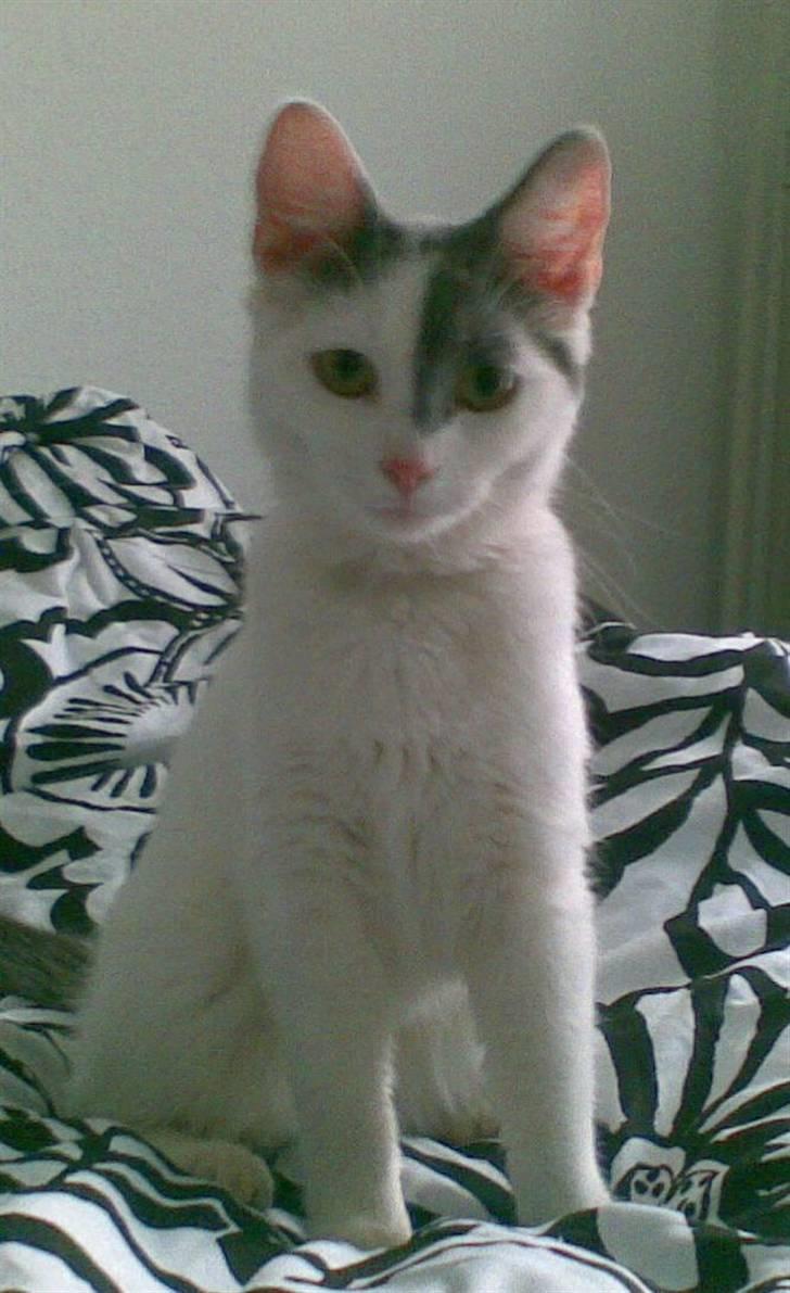 Huskat Yasmin billede 1