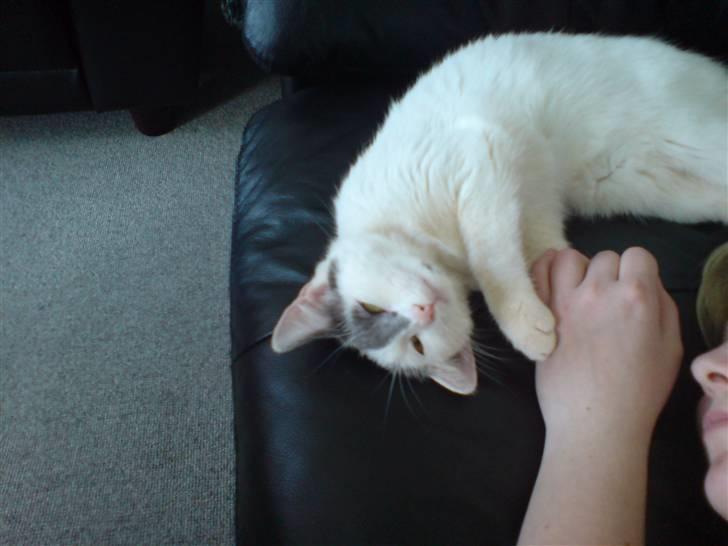 Huskat Yasmin billede 3