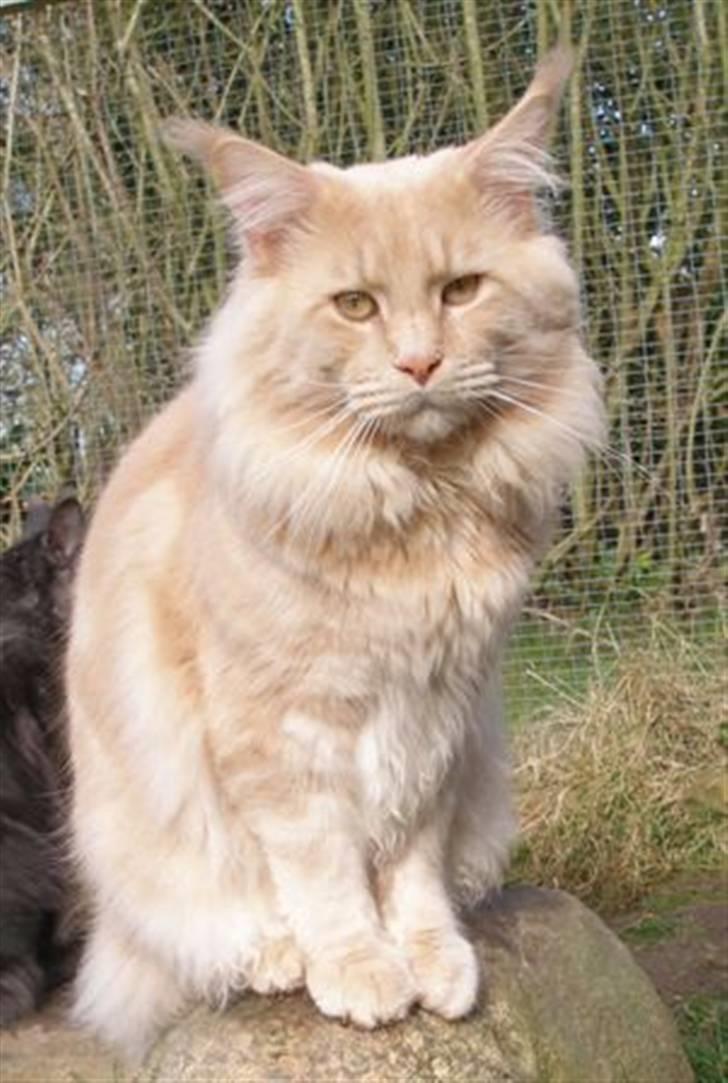 Maine Coon Micharlo's Bombay billede 1