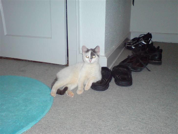 Huskat Yasmin billede 4