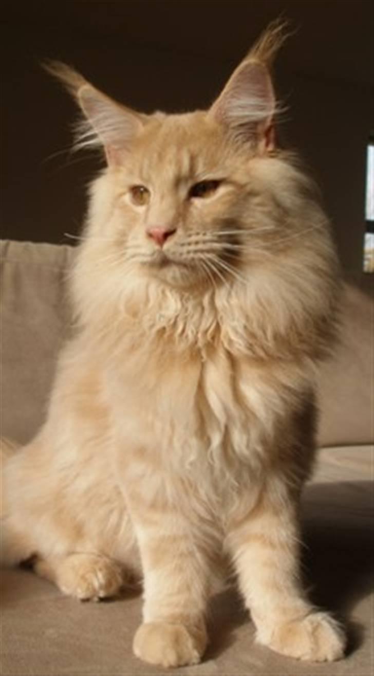 Maine Coon Micharlo's Bombay billede 2