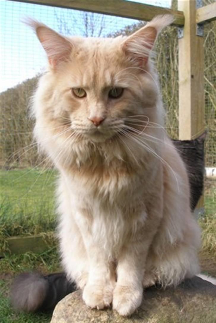 Maine Coon Micharlo's Bombay billede 3