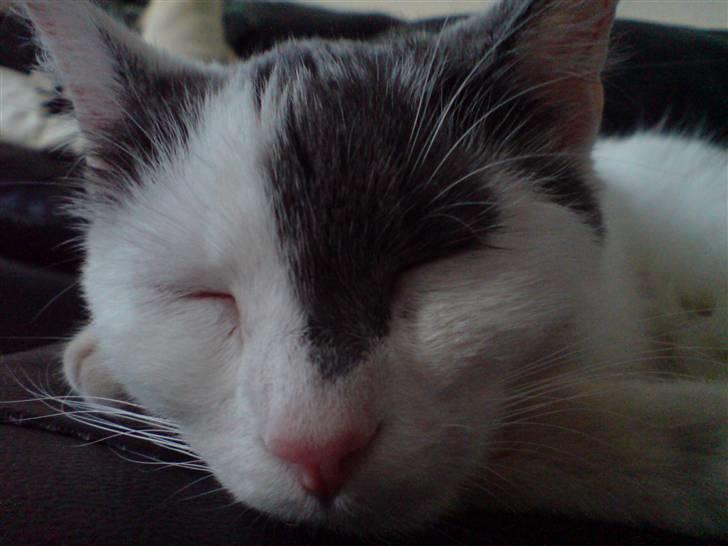 Huskat Yasmin billede 6