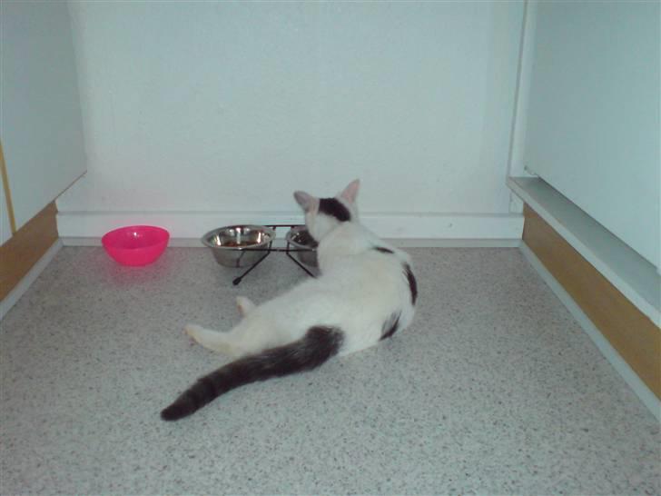 Huskat Yasmin billede 7