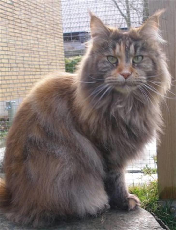Maine Coon Løve Hulen's Limousine billede 1
