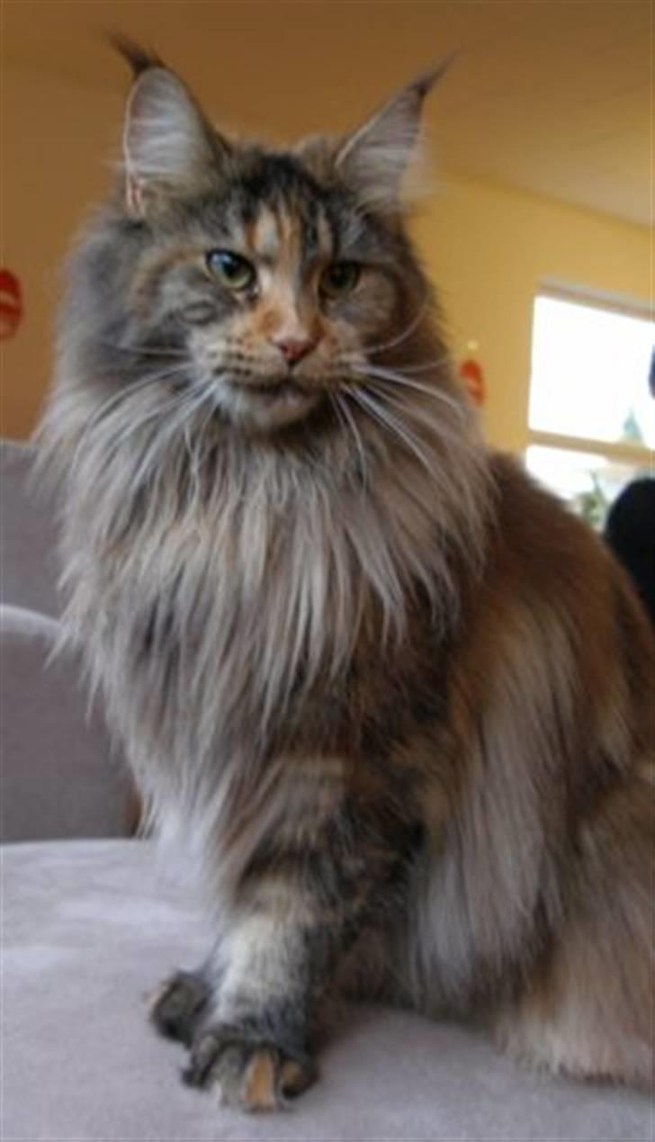 Maine Coon Løve Hulen's Limousine billede 2