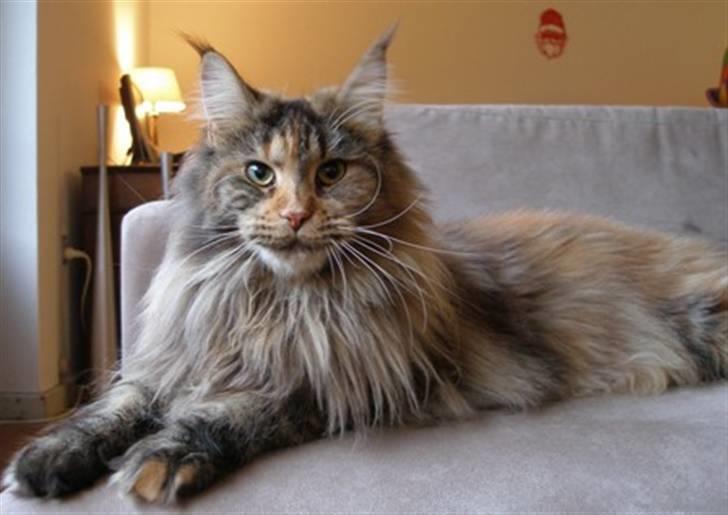 Maine Coon Løve Hulen's Limousine billede 3