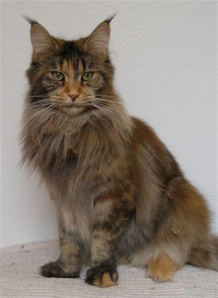Maine Coon Løve Hulen's Limousine billede 4