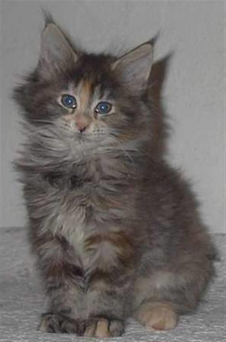 Maine Coon Løve Hulen's Limousine billede 5