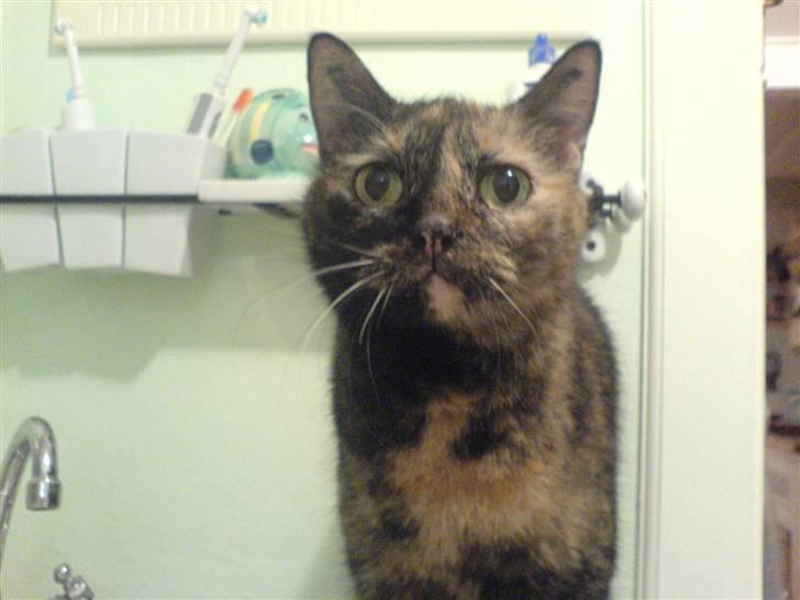 Huskat Bonnie *Tortie* R.I.P billede 12