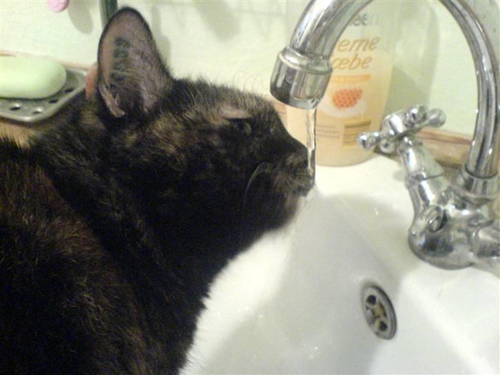 Huskat Bonnie *Tortie* R.I.P billede 13