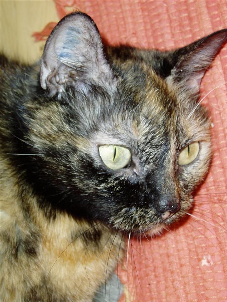 Huskat Bonnie *Tortie* R.I.P billede 14