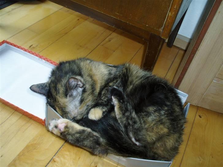 Huskat Bonnie *Tortie* R.I.P billede 15