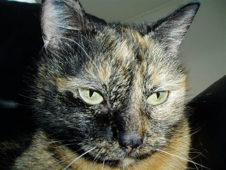 Huskat Bonnie *Tortie* R.I.P billede 16