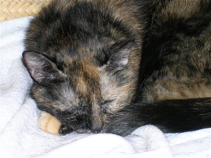 Huskat Bonnie *Tortie* R.I.P billede 17