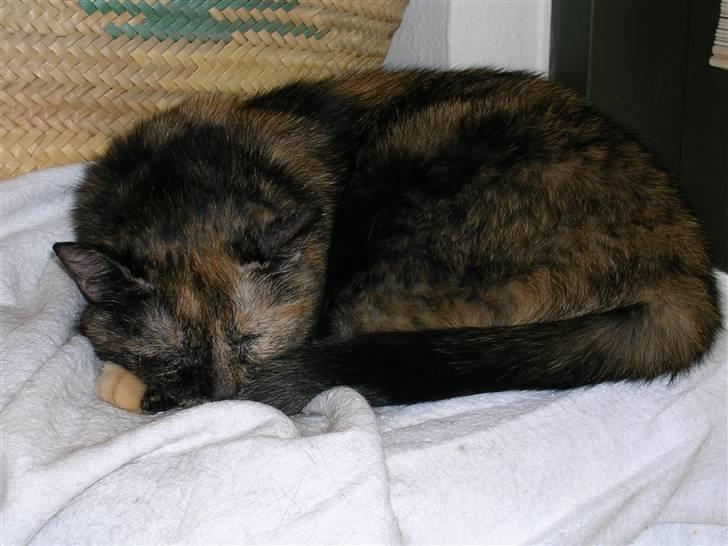 Huskat Bonnie *Tortie* R.I.P billede 18