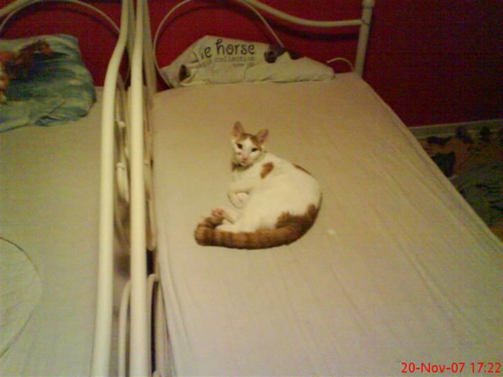 Huskat Mikkel - DET ER EN GOD SENG!!!!!!!!! billede 3