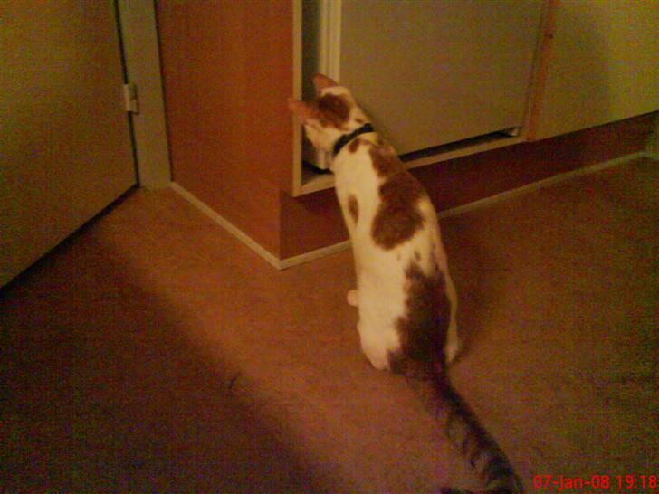 Huskat Mikkel - jeg ved at der er mad der inden  billede 4