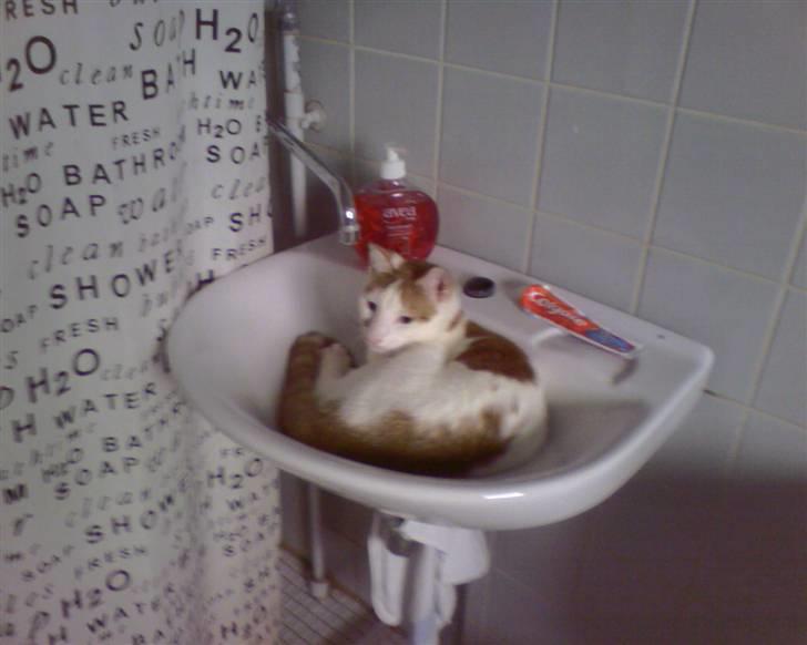 Huskat Mikkel - her ligger man godt billede 5