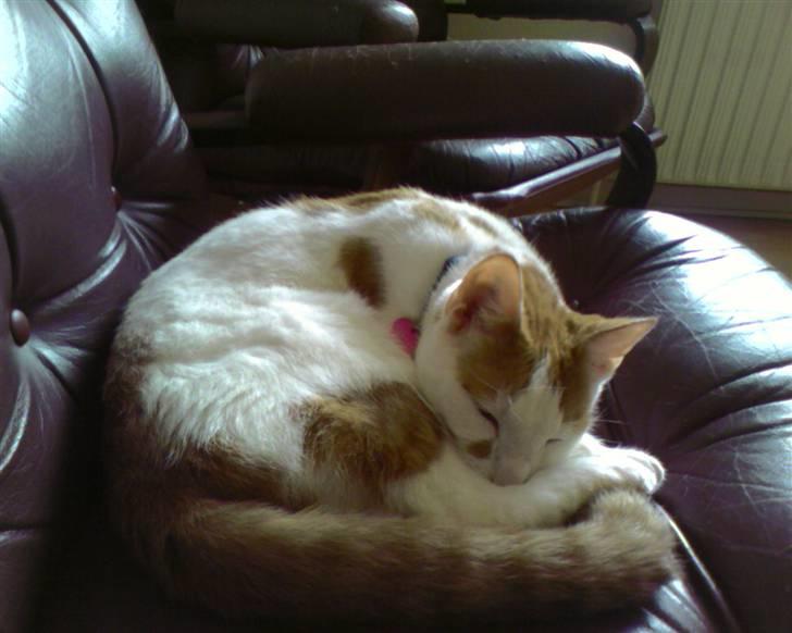 Huskat Mikkel - han sover billede 6