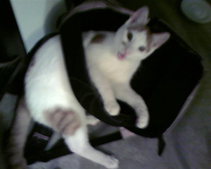 Huskat Mikkel - pas på...! billede 7