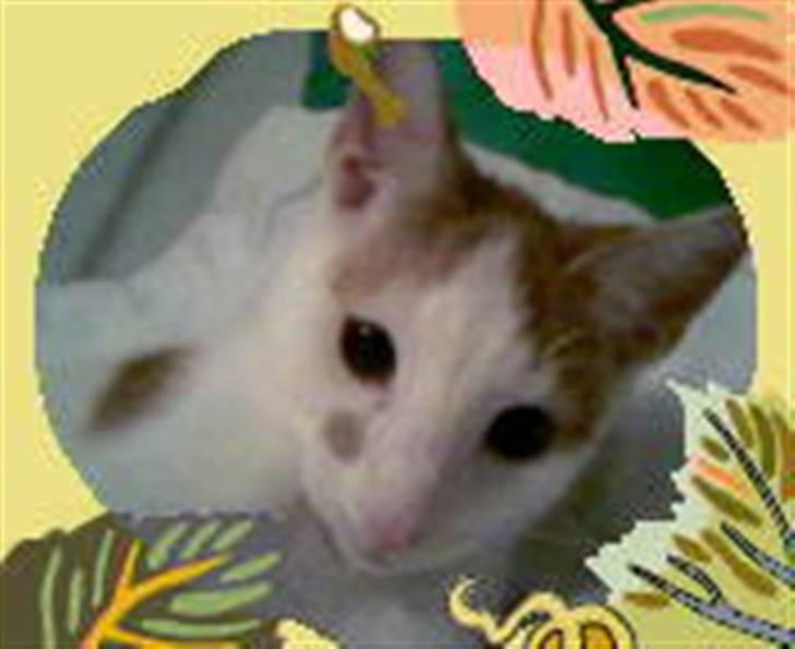 Huskat Mikkel - hej med dig søde billede 8