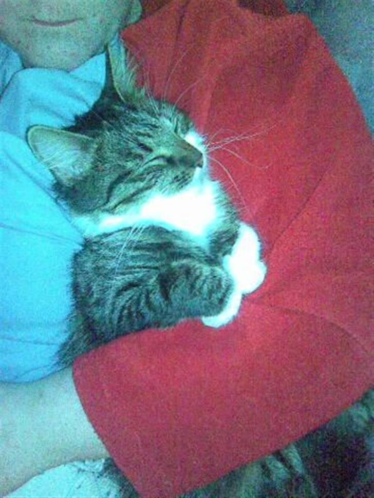 Blanding af racer Frk. Olsen - Ummm her kan jeg vidst lige være..... ZZZZZZZZZZZZ ja, godt og blødt...  billede 4